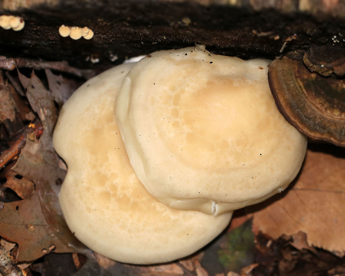 Beech Mushroom - Hypsizygus tessulatus Caps were 7 cm, broadly convex, and had inrolled margins. It was pale tan and had water spots. Gills were attached to the stem, close, and had frequent short gills. The stems were bald and whitish.<br />
<br />
Habitat: Growing in a cluster of two on rotting wood in a mixed forest. It was next to some sugar maple (Acer saccharum) trees that had tap holes.<br />
<figure class="photo"><a href="https://www.jungledragon.com/image/67940/beech_mushroom_-_hypsizygus_tessulatus.html" title="Beech Mushroom - Hypsizygus tessulatus"><img src="https://s3.amazonaws.com/media.jungledragon.com/images/3232/67940_thumb.jpg?AWSAccessKeyId=05GMT0V3GWVNE7GGM1R2&Expires=1767225610&Signature=Z2dEX1cso7wCfiEdUCceUhwOedg%3D" width="102" height="152" alt="Beech Mushroom - Hypsizygus tessulatus Caps were 7 cm, broadly convex, and had inrolled margins. It was pale tan and had water spots. Gills were attached to the stem, close, and had frequent short gills. The stems were bald and whitish.<br />
<br />
Habitat: Growing in a cluster of two on rotting wood in a mixed forest. It was next to some sugar maple (Acer saccharum) trees that had tap holes.<br />
https://www.jungledragon.com/image/67937/beech_mushroom_-_hypsizygus_tessulatus.html<br />
https://www.jungledragon.com/image/67939/beech_mushroom_-_hypsizygus_tessulatus.html Beech Mushroom,Fall,Geotagged,Hypsizygus tessulatus,United States,fungus,mushroom" /></a></figure><br />
<figure class="photo"><a href="https://www.jungledragon.com/image/67939/beech_mushroom_-_hypsizygus_tessulatus.html" title="Beech Mushroom - Hypsizygus tessulatus"><img src="https://s3.amazonaws.com/media.jungledragon.com/images/3232/67939_thumb.jpg?AWSAccessKeyId=05GMT0V3GWVNE7GGM1R2&Expires=1767225610&Signature=EUt0OyiS81GcwfTnYGMroS5cRuc%3D" width="200" height="136" alt="Beech Mushroom - Hypsizygus tessulatus Caps were 7 cm, broadly convex, and had inrolled margins. It was pale tan and had water spots. Gills were attached to the stem, close, and had frequent short gills. The stems were bald and whitish.<br />
<br />
Habitat: Growing in a cluster of two on rotting wood in a mixed forest. It was next to some sugar maple (Acer saccharum) trees that had tap holes.<br />
https://www.jungledragon.com/image/67937/beech_mushroom_-_hypsizygus_tessulatus.html<br />
https://www.jungledragon.com/image/67940/beech_mushroom_-_hypsizygus_tessulatus.html Beech Mushroom,Fall,Geotagged,Hypsizygus tessulatus,United States,fungus,mushroom" /></a></figure> Beech Mushroom,Fall,Geotagged,Hypsizygus,Hypsizygus tessulatus,United States,beech mushroom,fungus,mushroom