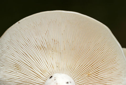 Beech Mushroom - Hypsizygus tessulatus Caps were 7 cm, broadly convex, and had inrolled margins. It was pale tan and had water spots. Gills were attached to the stem, close, and had frequent short gills. The stems were bald and whitish.

Habitat: Growing in a cluster of two on rotting wood in a mixed forest. It was next to some sugar maple (Acer saccharum) trees that had tap holes.
https://www.jungledragon.com/image/67937/beech_mushroom_-_hypsizygus_tessulatus.html
https://www.jungledragon.com/image/67940/beech_mushroom_-_hypsizygus_tessulatus.html Beech Mushroom,Fall,Geotagged,Hypsizygus tessulatus,United States,fungus,mushroom