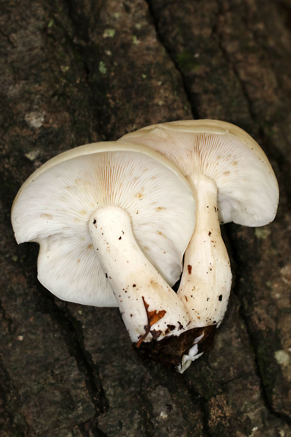 Beech Mushroom - Hypsizygus tessulatus Caps were 7 cm, broadly convex, and had inrolled margins. It was pale tan and had water spots. Gills were attached to the stem, close, and had frequent short gills. The stems were bald and whitish.<br />
<br />
Habitat: Growing in a cluster of two on rotting wood in a mixed forest. It was next to some sugar maple (Acer saccharum) trees that had tap holes.<br />
<figure class="photo"><a href="https://www.jungledragon.com/image/67937/beech_mushroom_-_hypsizygus_tessulatus.html" title="Beech Mushroom - Hypsizygus tessulatus"><img src="https://s3.amazonaws.com/media.jungledragon.com/images/3232/67937_thumb.jpg?AWSAccessKeyId=05GMT0V3GWVNE7GGM1R2&Expires=1767225610&Signature=GG%2BMjU1VTx6RK%2B9%2Bckntf9uBmdw%3D" width="200" height="160" alt="Beech Mushroom - Hypsizygus tessulatus Caps were 7 cm, broadly convex, and had inrolled margins. It was pale tan and had water spots. Gills were attached to the stem, close, and had frequent short gills. The stems were bald and whitish.<br />
<br />
Habitat: Growing in a cluster of two on rotting wood in a mixed forest. It was next to some sugar maple (Acer saccharum) trees that had tap holes.<br />
https://www.jungledragon.com/image/67940/beech_mushroom_-_hypsizygus_tessulatus.html<br />
https://www.jungledragon.com/image/67939/beech_mushroom_-_hypsizygus_tessulatus.html Beech Mushroom,Fall,Geotagged,Hypsizygus,Hypsizygus tessulatus,United States,beech mushroom,fungus,mushroom" /></a></figure><br />
<figure class="photo"><a href="https://www.jungledragon.com/image/67939/beech_mushroom_-_hypsizygus_tessulatus.html" title="Beech Mushroom - Hypsizygus tessulatus"><img src="https://s3.amazonaws.com/media.jungledragon.com/images/3232/67939_thumb.jpg?AWSAccessKeyId=05GMT0V3GWVNE7GGM1R2&Expires=1767225610&Signature=EUt0OyiS81GcwfTnYGMroS5cRuc%3D" width="200" height="136" alt="Beech Mushroom - Hypsizygus tessulatus Caps were 7 cm, broadly convex, and had inrolled margins. It was pale tan and had water spots. Gills were attached to the stem, close, and had frequent short gills. The stems were bald and whitish.<br />
<br />
Habitat: Growing in a cluster of two on rotting wood in a mixed forest. It was next to some sugar maple (Acer saccharum) trees that had tap holes.<br />
https://www.jungledragon.com/image/67937/beech_mushroom_-_hypsizygus_tessulatus.html<br />
https://www.jungledragon.com/image/67940/beech_mushroom_-_hypsizygus_tessulatus.html Beech Mushroom,Fall,Geotagged,Hypsizygus tessulatus,United States,fungus,mushroom" /></a></figure> Beech Mushroom,Fall,Geotagged,Hypsizygus tessulatus,United States,fungus,mushroom