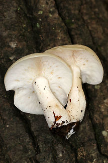 Beech Mushroom - Hypsizygus tessulatus Caps were 7 cm, broadly convex, and had inrolled margins. It was pale tan and had water spots. Gills were attached to the stem, close, and had frequent short gills. The stems were bald and whitish.

Habitat: Growing in a cluster of two on rotting wood in a mixed forest. It was next to some sugar maple (Acer saccharum) trees that had tap holes.
https://www.jungledragon.com/image/67937/beech_mushroom_-_hypsizygus_tessulatus.html
https://www.jungledragon.com/image/67939/beech_mushroom_-_hypsizygus_tessulatus.html Beech Mushroom,Fall,Geotagged,Hypsizygus tessulatus,United States,fungus,mushroom