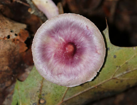 Inocybe lilacina Nearly flat, lilac cap with a central knob and some brownish hues.  The gills were grayish brown.

Habitat: Growing on the ground in a mixed forest.
https://www.jungledragon.com/image/67968/inocybe_lilacina.html Fall,Geotagged,Inocybe lilacina,United States,fungus,mushroom