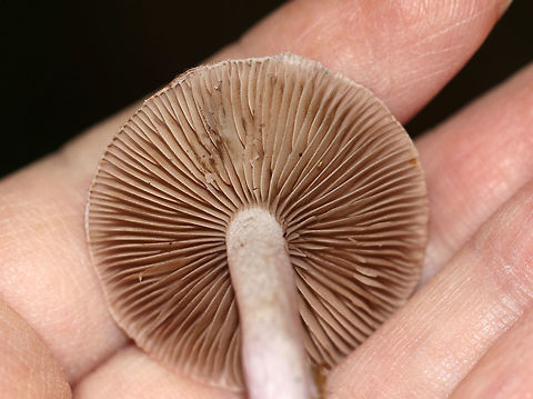 Inocybe lilacina Nearly flat, lilac cap with a central knob and some brownish hues. The gills were grayish brown.

Habitat: Growing on the ground in a mixed forest.
https://www.jungledragon.com/image/67967/inocybe_lilacina.html Fall,Geotagged,Inocybe,Inocybe lilacina,United States,fungus,mushroom
