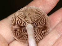 Inocybe lilacina Nearly flat, lilac cap with a central knob and some brownish hues. The gills were grayish brown.<br />
<br />
Habitat: Growing on the ground in a mixed forest.<br />
https://www.jungledragon.com/image/67967/inocybe_lilacina.html Fall,Geotagged,Inocybe,Inocybe lilacina,United States,fungus,mushroom