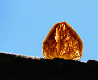 Crepidotus sp. Small, brownish mushroom with no stem. The upperside has some fibrils on it. <br />
<br />
Habitat: Growing on rotting oak in a deciduous forest.<br />
<br />
Crepidotus crocophyllus???<br />
https://www.jungledragon.com/image/67980/crepidotus_sp.html<br />
https://www.jungledragon.com/image/67979/crepidotus_sp.html Crepidotus,Geotagged,Summer,United States,fungus,mushroom
