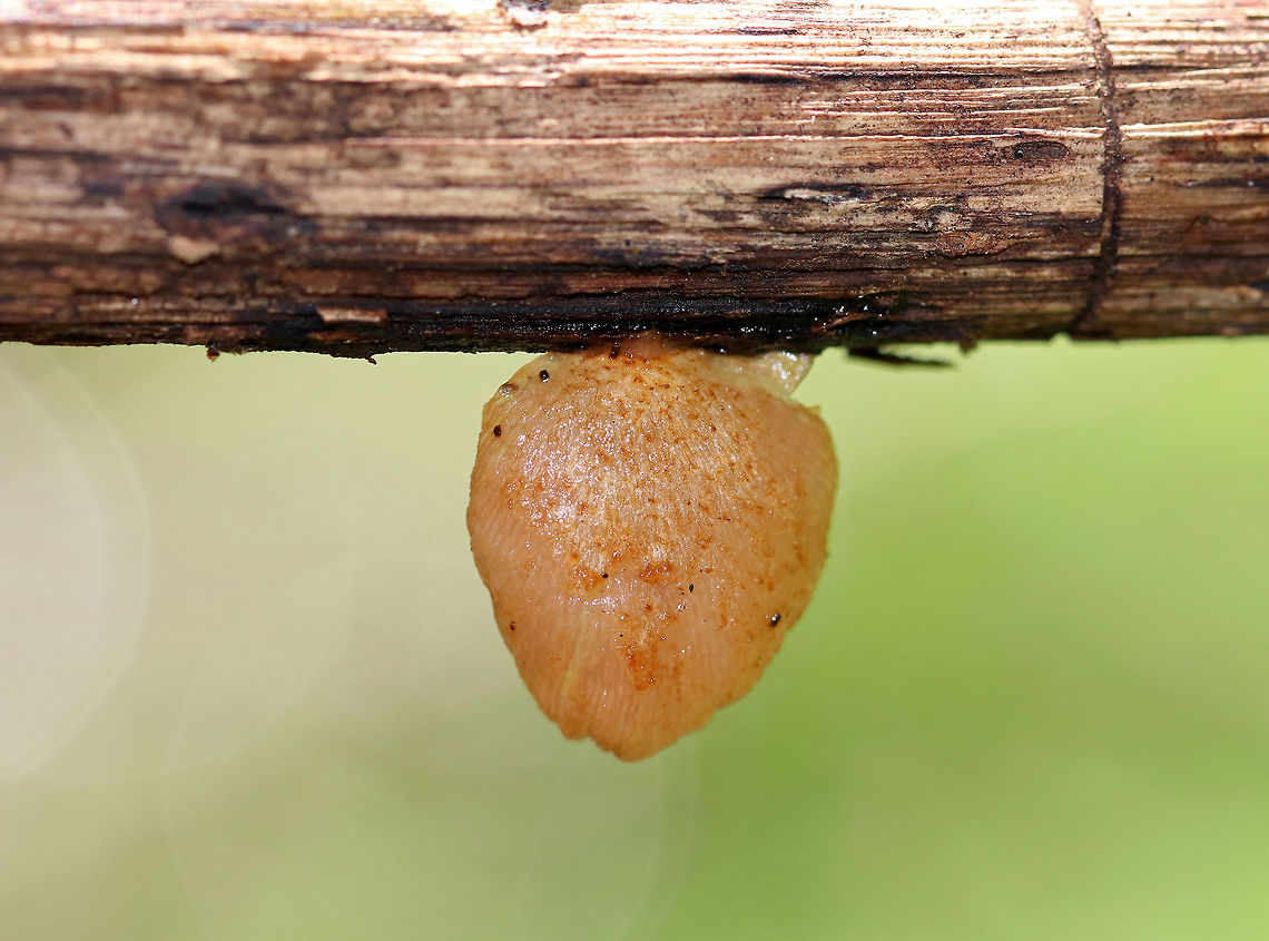 Crepidotus sp. Small, brownish mushroom with no stem. The upperside has some fibrils on it. <br />
<br />
Habitat: Growing on rotting oak in a deciduous forest.<br />
<figure class="photo"><a href="https://www.jungledragon.com/image/67980/crepidotus_sp.html" title="Crepidotus sp."><img src="https://s3.amazonaws.com/media.jungledragon.com/images/3232/67980_thumb.jpg?AWSAccessKeyId=05GMT0V3GWVNE7GGM1R2&Expires=1759968010&Signature=HxrP0qfFG3eROGUgdPhY0CogxOY%3D" width="200" height="142" alt="Crepidotus sp. Small, brownish mushroom with no stem. The upperside has some fibrils on it. <br />
<br />
Habitat: Growing on rotting oak in a deciduous forest.<br />
<br />
Crepidotus crocophyllus???<br />
https://www.jungledragon.com/image/67979/crepidotus_sp.html<br />
https://www.jungledragon.com/image/67978/crepidotus_sp.html Crepidotus,Geotagged,Summer,United States,fungus,mushroom" /></a></figure><br />
<figure class="photo"><a href="https://www.jungledragon.com/image/67978/crepidotus_sp.html" title="Crepidotus sp."><img src="https://s3.amazonaws.com/media.jungledragon.com/images/3232/67978_thumb.jpg?AWSAccessKeyId=05GMT0V3GWVNE7GGM1R2&Expires=1759968010&Signature=ARckaLR2Yt884LytkjGSf6qscaE%3D" width="200" height="166" alt="Crepidotus sp. Small, brownish mushroom with no stem. The upperside has some fibrils on it.  <br />
<br />
Habitat: Growing on rotting oak in a deciduous forest.<br />
<br />
Crepidotus crocophyllus???<br />
https://www.jungledragon.com/image/67980/crepidotus_sp.html<br />
https://www.jungledragon.com/image/67979/crepidotus_sp.html Crepidotus,Geotagged,Summer,United States,fungus,mushroom" /></a></figure><br />
<br />
Crepidotus crocophyllus??? Crepidotus,Geotagged,Summer,United States,fungus,mushroom