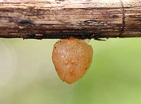 Crepidotus sp. Small, brownish mushroom with no stem. The upperside has some fibrils on it. <br />
<br />
Habitat: Growing on rotting oak in a deciduous forest.<br />
https://www.jungledragon.com/image/67980/crepidotus_sp.html<br />
https://www.jungledragon.com/image/67978/crepidotus_sp.html<br />
<br />
Crepidotus crocophyllus??? Crepidotus,Geotagged,Summer,United States,fungus,mushroom