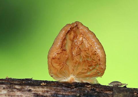 Crepidotus sp. Small, brownish mushroom with no stem. The upperside has some fibrils on it. 

Habitat: Growing on rotting oak in a deciduous forest.

Crepidotus crocophyllus???
https://www.jungledragon.com/image/67979/crepidotus_sp.html
https://www.jungledragon.com/image/67978/crepidotus_sp.html Crepidotus,Geotagged,Summer,United States,fungus,mushroom