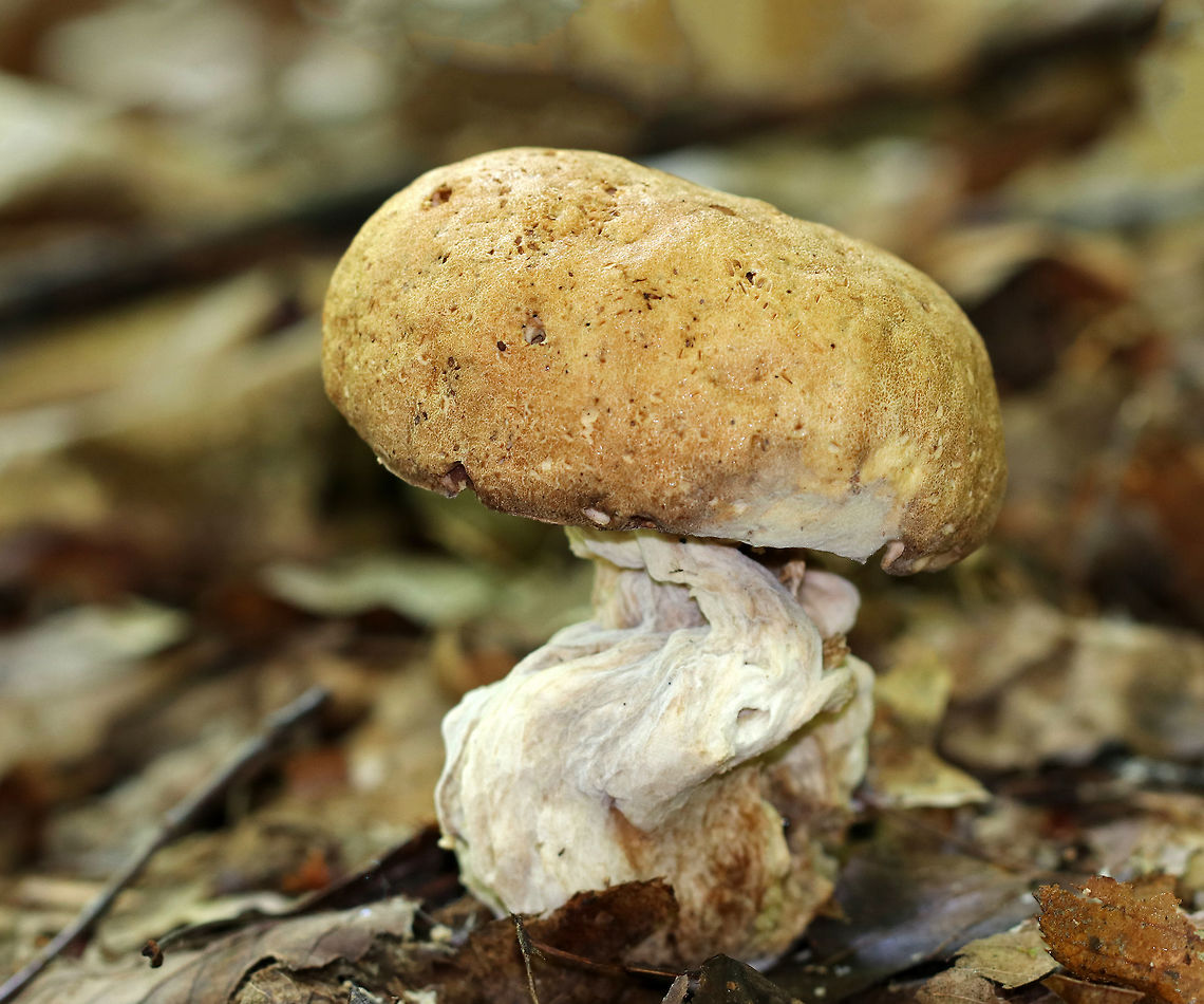 Bolete Eater - Hypomyces chrysospermus This mushroom is infected with a parasitic fungus, Hypomyces chrysospermus, which has distorted its growth.<br />
<br />
Habitat: Deciduous forest Bolete eater,Geotagged,Hypomyces chrysospermus,Summer,United States,hypomyces,mushroom,parasitic fungus