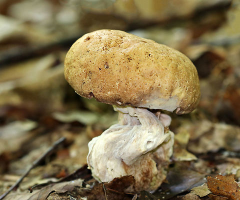 Bolete Eater - Hypomyces chrysospermus This mushroom is infected with a parasitic fungus, Hypomyces chrysospermus, which has distorted its growth.

Habitat: Deciduous forest Bolete eater,Geotagged,Hypomyces chrysospermus,Summer,United States,hypomyces,mushroom,parasitic fungus
