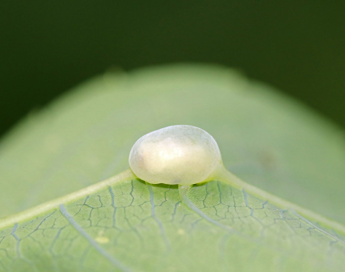 Jewelweed Vein Gall - Neolasioptera impatientifolia Habitat: On Impatiens pallida in a meadow.<br />
<figure class="photo"><a href="https://www.jungledragon.com/image/68015/jewelweed_vein_gall_-_neolasioptera_impatientifolia.html" title="Jewelweed Vein Gall - Neolasioptera impatientifolia"><img src="https://s3.amazonaws.com/media.jungledragon.com/images/3232/68015_thumb.jpg?AWSAccessKeyId=05GMT0V3GWVNE7GGM1R2&Expires=1759968010&Signature=tHpxb3Ls7VlauSplqsdN0DY9T3s%3D" width="200" height="134" alt="Jewelweed Vein Gall - Neolasioptera impatientifolia Habitat: On Impatiens pallida in a meadow.<br />
<br />
Habitat: On a plant in a meadow.<br />
https://www.jungledragon.com/image/68014/unknown_gall.html Geotagged,Neolasioptera impatientifolia,Summer,United States,gall" /></a></figure> Geotagged,Impatiens pallida,Neolasioptera impatientifolia,Summer,United States,gall