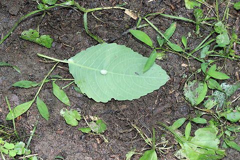 Jewelweed Vein Gall - Neolasioptera impatientifolia Habitat: On Impatiens pallida in a meadow.

Habitat: On a plant in a meadow.
https://www.jungledragon.com/image/68014/unknown_gall.html Geotagged,Neolasioptera impatientifolia,Summer,United States,gall