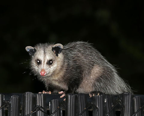 North American Opossum - Didelphis virginiana My husband spotted this cute opossum "guarding" garbage dumpsters last night! At first he thought it was an "ugly" cat, haha.  He ran home to tell me, and I went right out to get some shots of it. It just sat there calmly and watched me...

Habitat: Apartment complex garbage dumpster in a rural area.

The North American Opossum is the only marsupial found in North America, north of Mexico. Didelphis,Didelphis virginiana,Fall,Geotagged,North American opossum,United States,opossum,possum