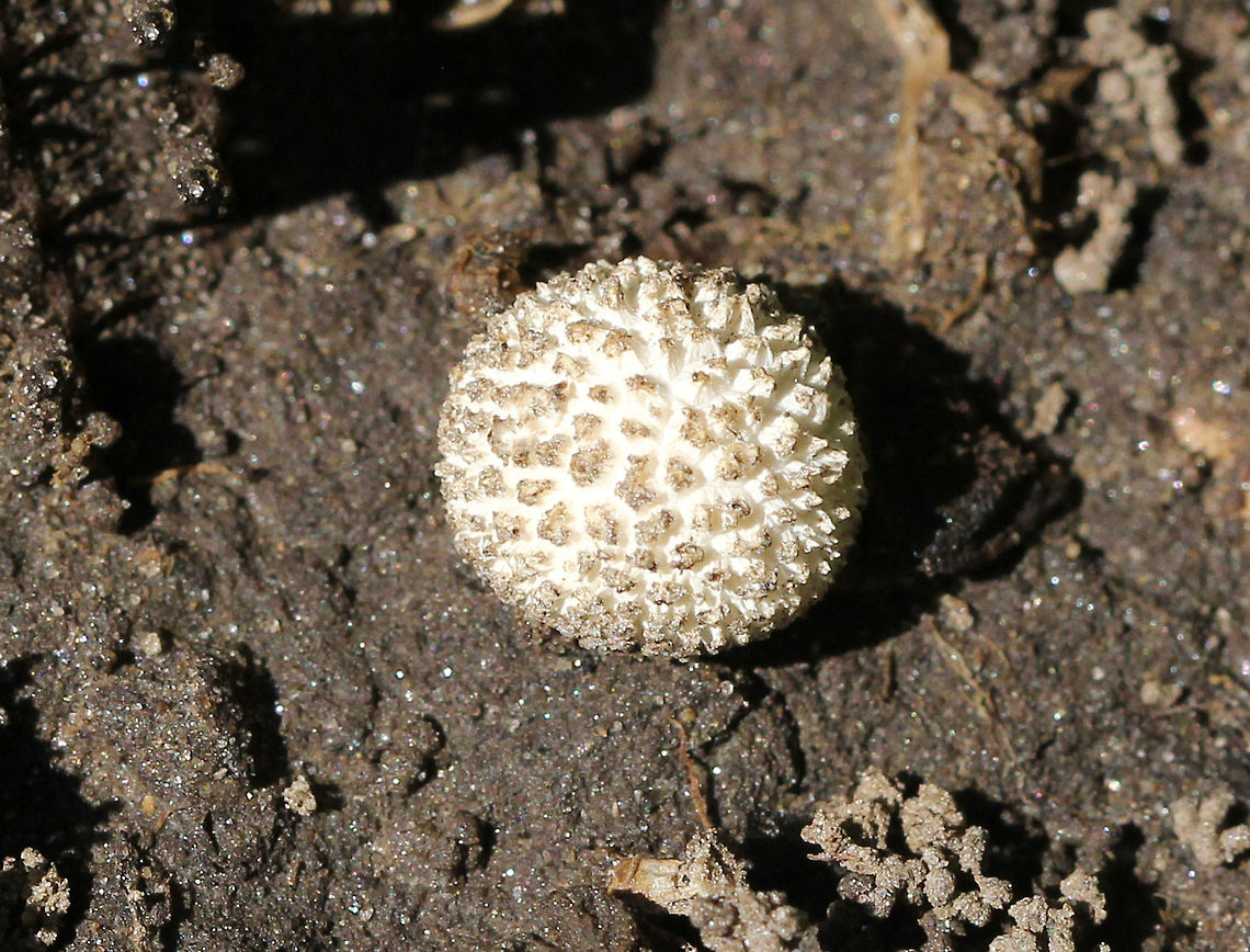 Lycoperdon curtisii Small, spiny puffball that was growing in a cluster.<br />
<br />
Habitat: Growing on the edge of a nature trail.<br />
 Geotagged,Lycoperdon,Lycoperdon curtisii,Summer,United States,puffball