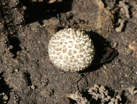Lycoperdon curtisii Small, spiny puffball that was growing in a cluster.

Habitat: Growing on the edge of a nature trail.
 Geotagged,Lycoperdon,Lycoperdon curtisii,Summer,United States,puffball