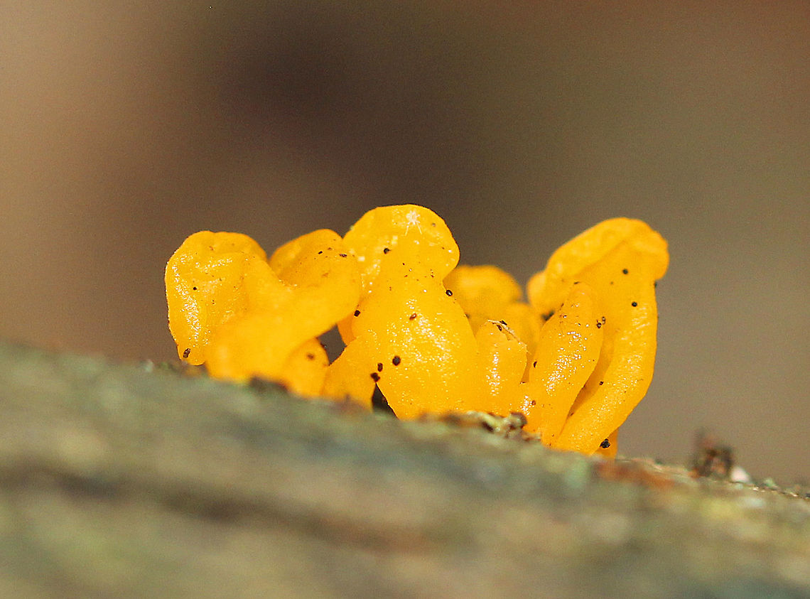 Dacryopinax spathularia Small, orange, spatula-shaped fruiting bodies.<br />
<br />
Habitat: Growing on rotting wood in a mixed forest. Dacryopinax spathularia,Fall,Geotagged,United States