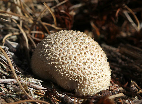 Peeling Puffball - Lycoperdon marginatum Round puffball with whitish to brownish spines that protrude individually, and often aggregate at their tips into pointed scales. As they mature, their spines slough off in patches, rather than individually as other puffballs do.

Habitat: Puffball growing on the ground in a mixed forest with lots of oak and pine. This puffball was growing on the edge of the woods – in a grassy area. Fall,Geotagged,Lycoperdon marginatum,Peeling puffball,United States,puffball