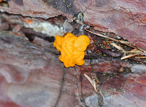 Orange Jelly Spot - Dacrymyces chrysospermus Irregular, brain-like, gelatinous blobs that were orange-yellow in color. Some were more liquefied than others. Fruiting bodies were 5-20mm in size.

Habitat: Growing on rotting, coniferous wood. Dacrymyces chrysospermus,Fall,Geotagged,United States,fungus,orange jelly spot