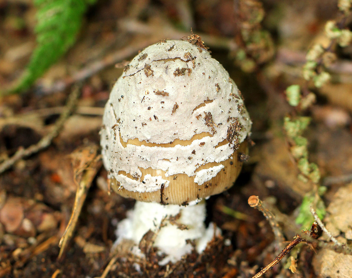 Amanita sinicoflava Yellowish tan, bell-shaped cap with gray patches and a prominently lined margin. Gills were white and crowded. Thick, white stem with a saclike volva.<br />
<br />
Habitat: Growing on the ground, alone, in a mixed forest. Amanita sinicoflava,Amanita sinicoflava. Amanita,Geotagged,Summer,United States,fungus,mushroom
