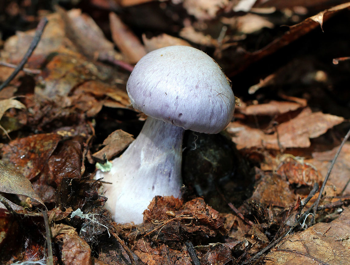 Cortinarius alboviolaceus Silvery lilac fruiting body with purple gills that were starting to look rusty brown. Pale lilac flesh. The cap was dry and silky. The base of the stipe was enlarged and had some whitish veil material. <br />
<br />
Habitat: Growing on the ground under oak in a mostly deciduous forest. Cortinarius alboviolaceus,Cortinarius subgenus Sericeocybe,Geotagged,Summer,United States,cortinarius,cortinarius alboviolaceus,fungus,mushroom