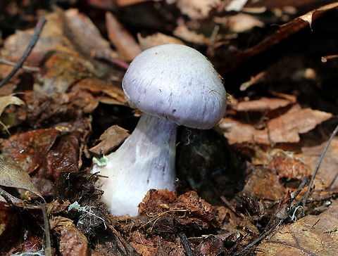 Cortinarius alboviolaceus Silvery lilac fruiting body with purple gills that were starting to look rusty brown. Pale lilac flesh. The cap was dry and silky. The base of the stipe was enlarged and had some whitish veil material. 

Habitat: Growing on the ground under oak in a mostly deciduous forest. Cortinarius alboviolaceus,Cortinarius subgenus Sericeocybe,Geotagged,Summer,United States,cortinarius,cortinarius alboviolaceus,fungus,mushroom
