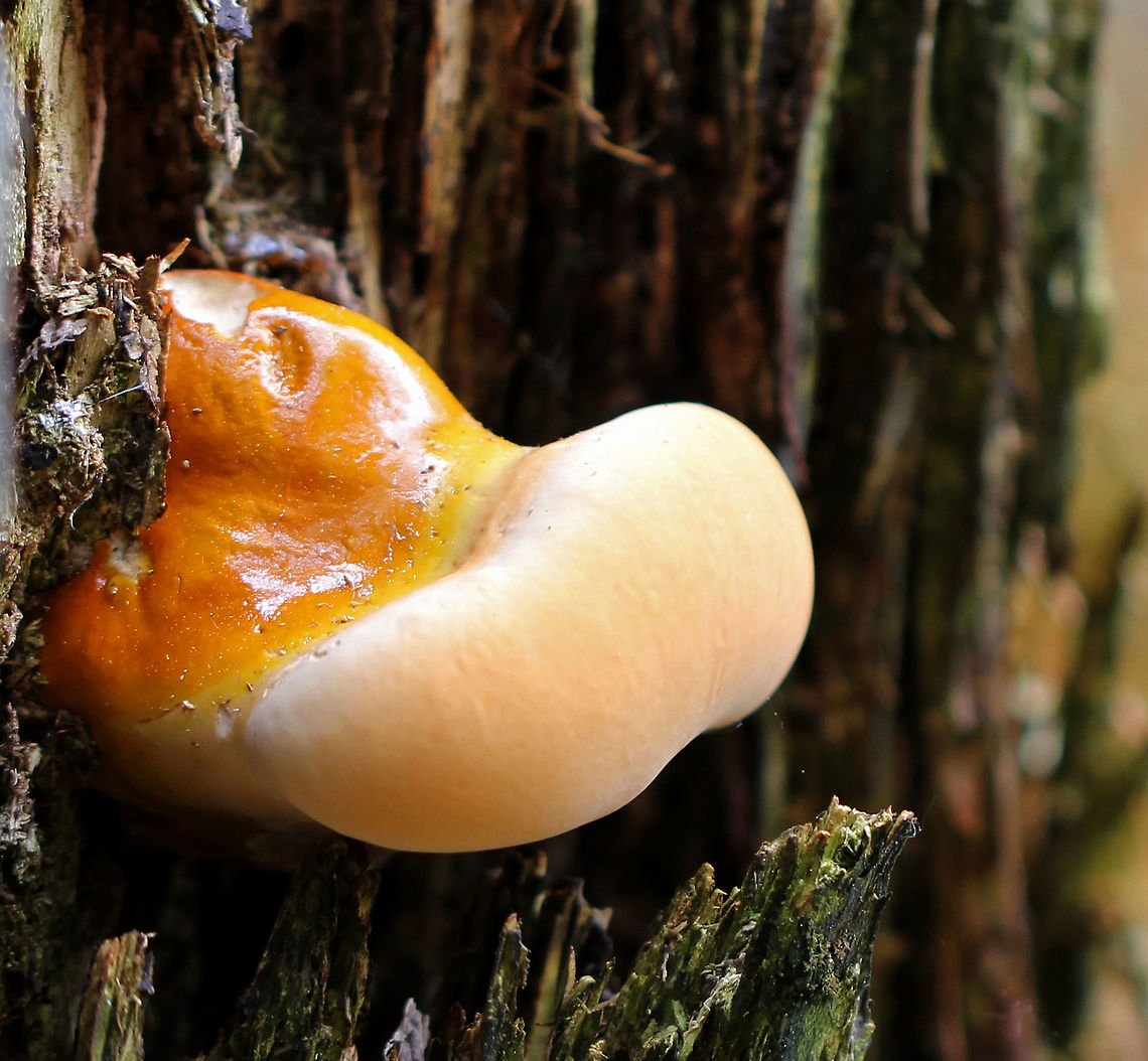 Hemlock Varnish Shelf - Ganoderma tsugae Large, fan-shaped shelf fungus with a shiny, varnished surface that looks like it has different, lumpy zones. White pores and flesh. 15 cm wide. This was a young specimen.<br />
<br />
This is a type of reishi mushroom, which are considered to have medicinal properties. They have a long history of use in Chinese medicine. Reishi mushrooms can also be used to make tea and dye wool and other fabrics.<br />
<br />
Habitat: Growing on trees in a mixed forest.<br />
<figure class="photo"><a href="https://www.jungledragon.com/image/68117/hemlock_varnish_shelf_-_ganoderma_tsugae.html" title="Hemlock Varnish Shelf - Ganoderma tsugae"><img src="https://s3.amazonaws.com/media.jungledragon.com/images/3232/68117_thumb.jpg?AWSAccessKeyId=05GMT0V3GWVNE7GGM1R2&Expires=1759968010&Signature=mAxl8oCJt9vC4%2FBtBXolq5KdgWE%3D" width="200" height="136" alt="Hemlock Varnish Shelf - Ganoderma tsugae Large, fan-shaped shelf fungus with a shiny, varnished surface that looks like it has different, lumpy zones. White pores and flesh. 15 cm wide. This was a young specimen.<br />
<br />
This is a type of reishi mushroom, which are considered to have medicinal properties. They have a long history of use in Chinese medicine. Reishi mushrooms can also be used to make tea and dye wool and other fabrics.<br />
<br />
Habitat: Growing on trees in a mixed forest.<br />
https://www.jungledragon.com/image/68115/hemlock_varnish_shelf_-_ganoderma_tsugae.html<br />
https://www.jungledragon.com/image/68116/hemlock_varnish_shelf_-_ganoderma_tsugae.html Ganoderma tsugae,Geotagged,Hemlock varnish shelf,Spring,United States,fungus,ganoderma,mushroom" /></a></figure><br />
<figure class="photo"><a href="https://www.jungledragon.com/image/68116/hemlock_varnish_shelf_-_ganoderma_tsugae.html" title="Hemlock Varnish Shelf - Ganoderma tsugae"><img src="https://s3.amazonaws.com/media.jungledragon.com/images/3232/68116_thumb.jpg?AWSAccessKeyId=05GMT0V3GWVNE7GGM1R2&Expires=1759968010&Signature=xIKf1anue5is7NaKpgePwouiQY0%3D" width="200" height="138" alt="Hemlock Varnish Shelf - Ganoderma tsugae Large, fan-shaped shelf fungus with a shiny, varnished surface that looks like it has different, lumpy zones. White pores and flesh. 15 cm wide. This was a young specimen.<br />
<br />
This is a type of reishi mushroom, which are considered to have medicinal properties. They have a long history of use in Chinese medicine. Reishi mushrooms can also be used to make tea and dye wool and other fabrics.<br />
<br />
Habitat: Growing on trees in a mixed forest.<br />
https://www.jungledragon.com/image/68115/hemlock_varnish_shelf_-_ganoderma_tsugae.html<br />
https://www.jungledragon.com/image/68117/hemlock_varnish_shelf_-_ganoderma_tsugae.html Ganoderma tsugae,Geotagged,Hemlock varnish shelf,Spring,United States,fungus,ganoderma,mushroom" /></a></figure> Ganoderma,Ganoderma tsugae,Geotagged,Hemlock varnish shelf,Spring,United States,fungus,mushroom
