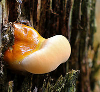 Hemlock Varnish Shelf - Ganoderma tsugae Large, fan-shaped shelf fungus with a shiny, varnished surface that looks like it has different, lumpy zones. White pores and flesh. 15 cm wide. This was a young specimen.<br />
<br />
This is a type of reishi mushroom, which are considered to have medicinal properties. They have a long history of use in Chinese medicine. Reishi mushrooms can also be used to make tea and dye wool and other fabrics.<br />
<br />
Habitat: Growing on trees in a mixed forest.<br />
https://www.jungledragon.com/image/68117/hemlock_varnish_shelf_-_ganoderma_tsugae.html<br />
https://www.jungledragon.com/image/68116/hemlock_varnish_shelf_-_ganoderma_tsugae.html Ganoderma,Ganoderma tsugae,Geotagged,Hemlock varnish shelf,Spring,United States,fungus,mushroom