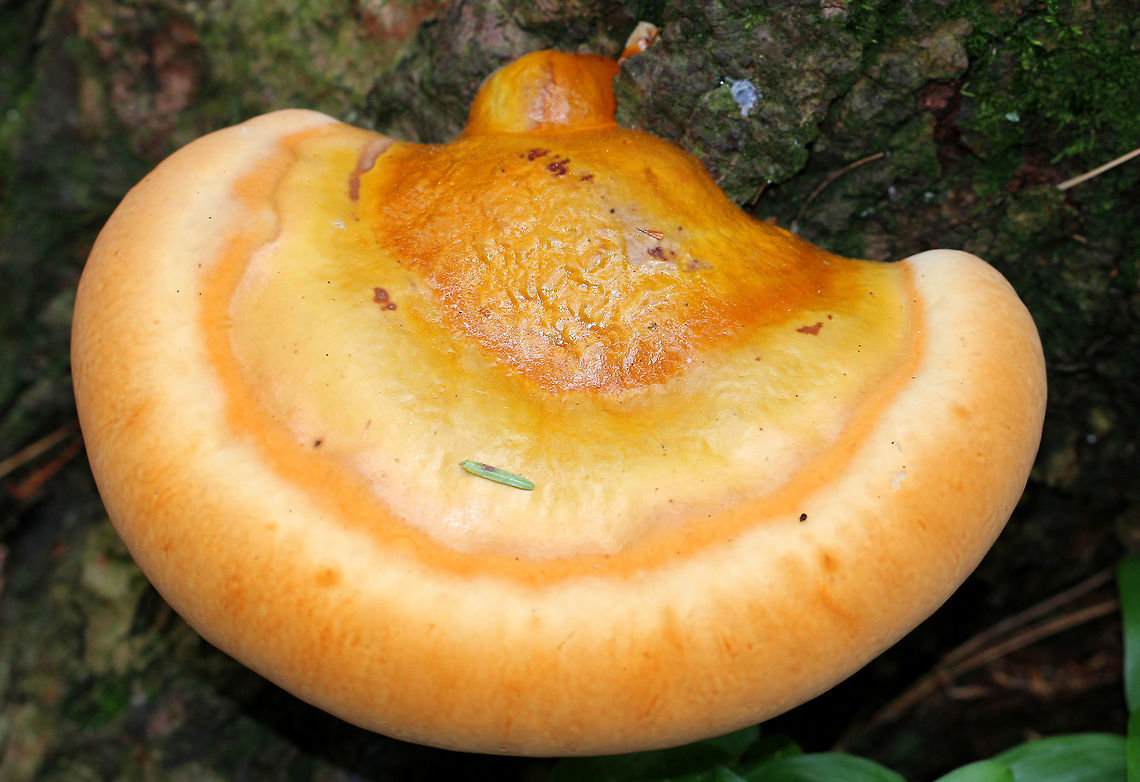 Hemlock Varnish Shelf - Ganoderma tsugae Large, fan-shaped shelf fungus with a shiny, varnished surface that looks like it has different, lumpy zones. White pores and flesh. 15 cm wide. This was a young specimen.<br />
<br />
This is a type of reishi mushroom, which are considered to have medicinal properties. They have a long history of use in Chinese medicine. Reishi mushrooms can also be used to make tea and dye wool and other fabrics.<br />
<br />
Habitat: Growing on trees in a mixed forest.<br />
<figure class="photo"><a href="https://www.jungledragon.com/image/68115/hemlock_varnish_shelf_-_ganoderma_tsugae.html" title="Hemlock Varnish Shelf - Ganoderma tsugae"><img src="https://s3.amazonaws.com/media.jungledragon.com/images/3232/68115_thumb.jpg?AWSAccessKeyId=05GMT0V3GWVNE7GGM1R2&Expires=1769040010&Signature=Mbo2zXBc30pA1yu%2F6qEYdbrrOy8%3D" width="200" height="186" alt="Hemlock Varnish Shelf - Ganoderma tsugae Large, fan-shaped shelf fungus with a shiny, varnished surface that looks like it has different, lumpy zones. White pores and flesh. 15 cm wide. This was a young specimen.<br />
<br />
This is a type of reishi mushroom, which are considered to have medicinal properties. They have a long history of use in Chinese medicine. Reishi mushrooms can also be used to make tea and dye wool and other fabrics.<br />
<br />
Habitat: Growing on trees in a mixed forest.<br />
https://www.jungledragon.com/image/68117/hemlock_varnish_shelf_-_ganoderma_tsugae.html<br />
https://www.jungledragon.com/image/68116/hemlock_varnish_shelf_-_ganoderma_tsugae.html Ganoderma,Ganoderma tsugae,Geotagged,Hemlock varnish shelf,Spring,United States,fungus,mushroom" /></a></figure><br />
<figure class="photo"><a href="https://www.jungledragon.com/image/68117/hemlock_varnish_shelf_-_ganoderma_tsugae.html" title="Hemlock Varnish Shelf - Ganoderma tsugae"><img src="https://s3.amazonaws.com/media.jungledragon.com/images/3232/68117_thumb.jpg?AWSAccessKeyId=05GMT0V3GWVNE7GGM1R2&Expires=1769040010&Signature=UMm7o54BN1B4unKvwmsdtcM8%2FhE%3D" width="200" height="136" alt="Hemlock Varnish Shelf - Ganoderma tsugae Large, fan-shaped shelf fungus with a shiny, varnished surface that looks like it has different, lumpy zones. White pores and flesh. 15 cm wide. This was a young specimen.<br />
<br />
This is a type of reishi mushroom, which are considered to have medicinal properties. They have a long history of use in Chinese medicine. Reishi mushrooms can also be used to make tea and dye wool and other fabrics.<br />
<br />
Habitat: Growing on trees in a mixed forest.<br />
https://www.jungledragon.com/image/68115/hemlock_varnish_shelf_-_ganoderma_tsugae.html<br />
https://www.jungledragon.com/image/68116/hemlock_varnish_shelf_-_ganoderma_tsugae.html Ganoderma tsugae,Geotagged,Hemlock varnish shelf,Spring,United States,fungus,ganoderma,mushroom" /></a></figure> Ganoderma tsugae,Geotagged,Hemlock varnish shelf,Spring,United States,fungus,ganoderma,mushroom