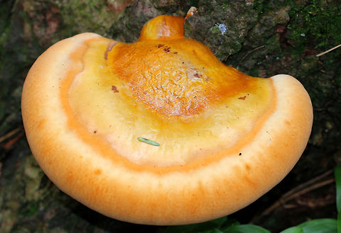 Hemlock Varnish Shelf - Ganoderma tsugae Large, fan-shaped shelf fungus with a shiny, varnished surface that looks like it has different, lumpy zones. White pores and flesh. 15 cm wide. This was a young specimen.

This is a type of reishi mushroom, which are considered to have medicinal properties. They have a long history of use in Chinese medicine. Reishi mushrooms can also be used to make tea and dye wool and other fabrics.

Habitat: Growing on trees in a mixed forest.
https://www.jungledragon.com/image/68115/hemlock_varnish_shelf_-_ganoderma_tsugae.html
https://www.jungledragon.com/image/68117/hemlock_varnish_shelf_-_ganoderma_tsugae.html Ganoderma tsugae,Geotagged,Hemlock varnish shelf,Spring,United States,fungus,ganoderma,mushroom