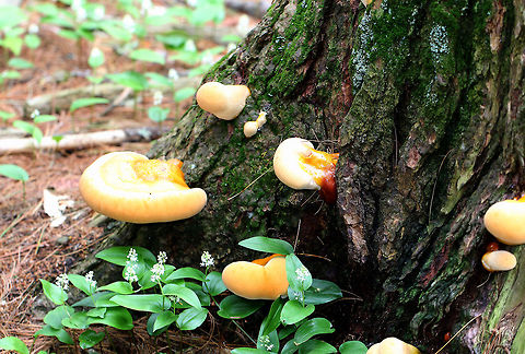Hemlock Varnish Shelf - Ganoderma tsugae Large, fan-shaped shelf fungus with a shiny, varnished surface that looks like it has different, lumpy zones. White pores and flesh. 15 cm wide. This was a young specimen.

This is a type of reishi mushroom, which are considered to have medicinal properties. They have a long history of use in Chinese medicine. Reishi mushrooms can also be used to make tea and dye wool and other fabrics.

Habitat: Growing on trees in a mixed forest.
https://www.jungledragon.com/image/68115/hemlock_varnish_shelf_-_ganoderma_tsugae.html
https://www.jungledragon.com/image/68116/hemlock_varnish_shelf_-_ganoderma_tsugae.html Ganoderma tsugae,Geotagged,Hemlock varnish shelf,Spring,United States,fungus,ganoderma,mushroom