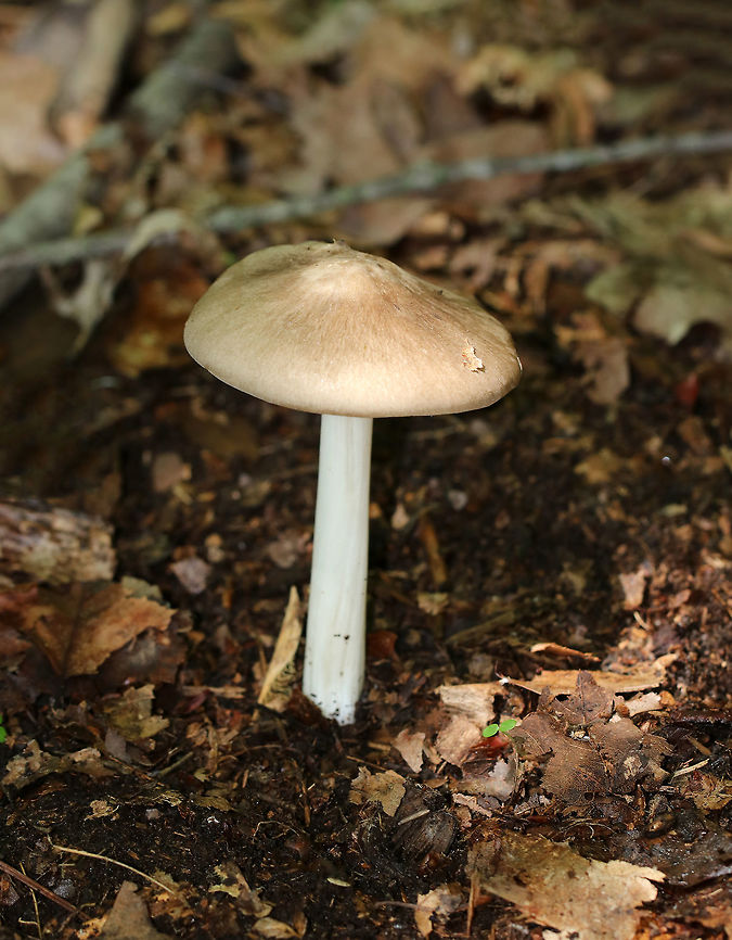 Platterful Mushroom - Megacollybia rodmanii Mushroom with a 7 cm cap that was tan in color. It had a white stem and notched, white gills.<br />
<br />
Habitat: Growing on the ground in a deciduous forest.<br />
 Geotagged,Megacollybia rodmani,Megacollybia rodmanii,Platterful Mushroom,Summer,United States