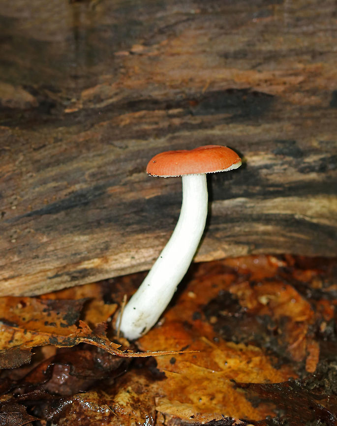 Russula sect. Emeticinae Orange-pink cap that was mostly flat, had a small central depression, and a lined margin. White gills and stipe. The stipe was long &ndash; about 10 cm.<br />
<br />
Habitat:  Growing on the ground in a deciduous forest.  Geotagged,Russula sect. Emeticinae,Summer,United States,fungus,mushroom,russula