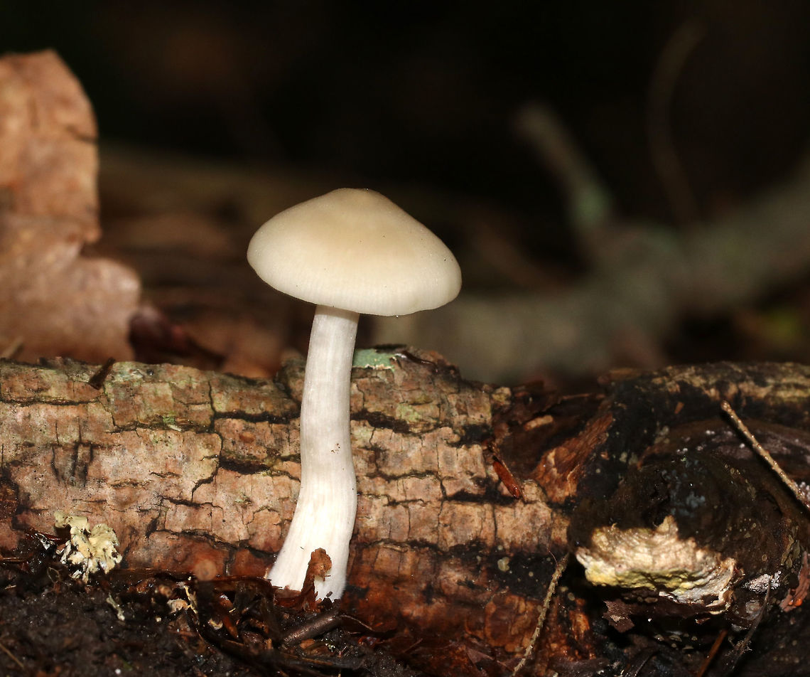 Wood Pinkgill - Entoloma rhodopolium Tan, fragile cap with a central bump and lined margin. The gills were close and white. The stem was white, hollow, and had basal mycelium.<br />
<br />
Habitat: Growing alone next to rotting wood and under oak. Entoloma rhodopolium,Geotagged,Summer,United States,entoloma,fungus,mushroom