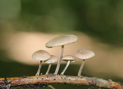 Unknown Mushrooms Tan/buff mushrooms with a pink tint. The stems were fuzzy and reddish brown. The gills were forking, cream-colored, and had frequent short gills.

Habitat: Growing on a stick in a mostly deciduous forest.

Maybe Gymnopus sp.? Or Mycena sp.?
https://www.jungledragon.com/image/68126/unknown_mushrooms.html Geotagged,Gymnopus,Summer,United States,fungi,fungus,mushroom,mushrooms,mycena