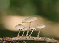 Unknown Mushrooms Tan/buff mushrooms with a pink tint. The stems were fuzzy and reddish brown. The gills were forking, cream-colored, and had frequent short gills.<br />
<br />
Habitat: Growing on a stick in a mostly deciduous forest.<br />
<br />
Maybe Gymnopus sp.? Or Mycena sp.?<br />
https://www.jungledragon.com/image/68126/unknown_mushrooms.html Geotagged,Gymnopus,Summer,United States,fungi,fungus,mushroom,mushrooms,mycena