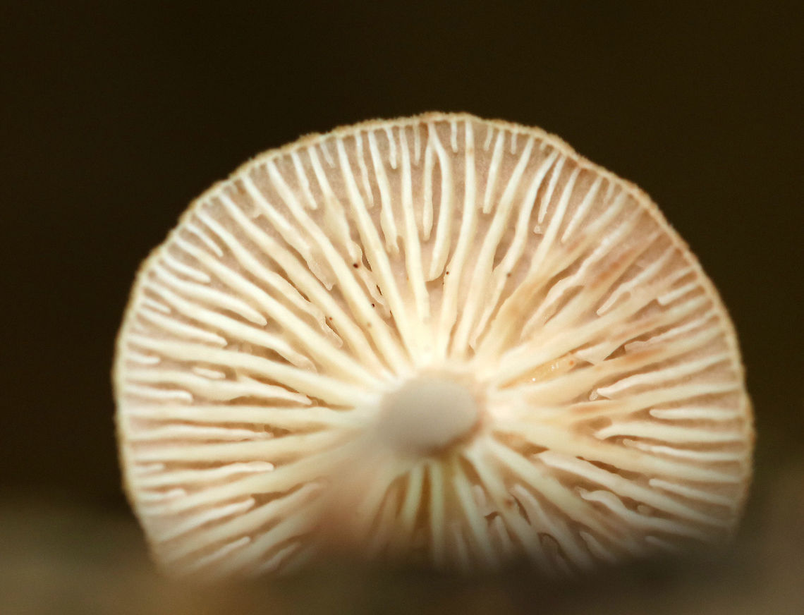 Unknown Mushrooms Tan/buff mushrooms with a pink tint. The stems were fuzzy and reddish brown. The gills were forking, cream-colored, and had frequent short gills.<br />
<br />
Habitat: Growing on a stick in a mostly deciduous forest.<br />
<br />
Maybe Gymnopus sp.? Or Mycena sp.?<br />
<figure class="photo"><a href="https://www.jungledragon.com/image/68125/unknown_mushrooms.html" title="Unknown Mushrooms"><img src="https://s3.amazonaws.com/media.jungledragon.com/images/3232/68125_thumb.jpg?AWSAccessKeyId=05GMT0V3GWVNE7GGM1R2&Expires=1769040010&Signature=KmLKVTYpB1hw4QQ0pqFhzwhiNl8%3D" width="200" height="146" alt="Unknown Mushrooms Tan/buff mushrooms with a pink tint. The stems were fuzzy and reddish brown. The gills were forking, cream-colored, and had frequent short gills.<br />
<br />
Habitat: Growing on a stick in a mostly deciduous forest.<br />
<br />
Maybe Gymnopus sp.? Or Mycena sp.?<br />
https://www.jungledragon.com/image/68126/unknown_mushrooms.html Geotagged,Gymnopus,Summer,United States,fungi,fungus,mushroom,mushrooms,mycena" /></a></figure> Geotagged,Summer,United States,gymnopus,mushroom,mycena