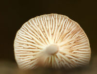 Unknown Mushrooms Tan/buff mushrooms with a pink tint. The stems were fuzzy and reddish brown. The gills were forking, cream-colored, and had frequent short gills.<br />
<br />
Habitat: Growing on a stick in a mostly deciduous forest.<br />
<br />
Maybe Gymnopus sp.? Or Mycena sp.?<br />
https://www.jungledragon.com/image/68125/unknown_mushrooms.html Geotagged,Summer,United States,gymnopus,mushroom,mycena