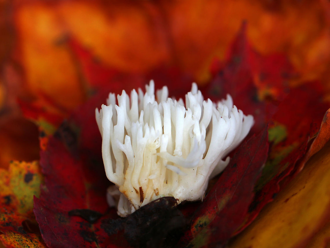 White Coral - Ramariopsis kunzei White fruiting body that was about 4 cm tall. It had frequent branching and blunt tips. The base was yellowish. It was very fragile and fell apart easily.<br />
<br />
Habitat: Growing on the ground among leaf litter in a mixed forest. Fall,Geotagged,Ramariopsis kunzei,United States,coral fungi,coral fungus,fungus,mushroom,white coral