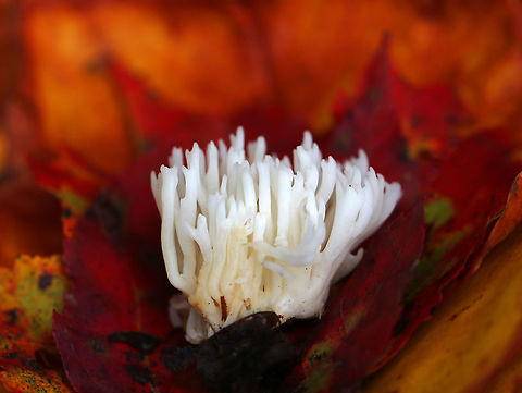 White Coral - Ramariopsis kunzei White fruiting body that was about 4 cm tall. It had frequent branching and blunt tips. The base was yellowish. It was very fragile and fell apart easily.

Habitat: Growing on the ground among leaf litter in a mixed forest. Fall,Geotagged,Ramariopsis kunzei,United States,coral fungi,coral fungus,fungus,mushroom,white coral