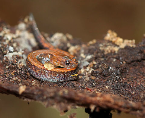Red-backed Salamander - Plethodon cinereus This salamander had a blackish brown body with an orange stripe down the middle of its back. It was ~5 cm long. 

Red-backed salamanders exhibit color polymorphism with two common color variations - the 'red-backed' variety has a red dorsal stripe that tapers towards the tail and the 'lead-backed' variety lacks most or all of the red pigmentation. The red-backed phase is not always red, but may actually be various other colors (yellow-backed, orange-backed, or white-backed). 

Habitat: Under rotting wood in a mixed forest.
https://www.jungledragon.com/image/68177/red-backed_salamander_-_plethodon_cinereus.html
https://www.jungledragon.com/image/68176/red-backed_salamander_-_plethodon_cinereus.html Fall,Geotagged,Plethodon cinereus,Red-backed salamander,United States,salamander