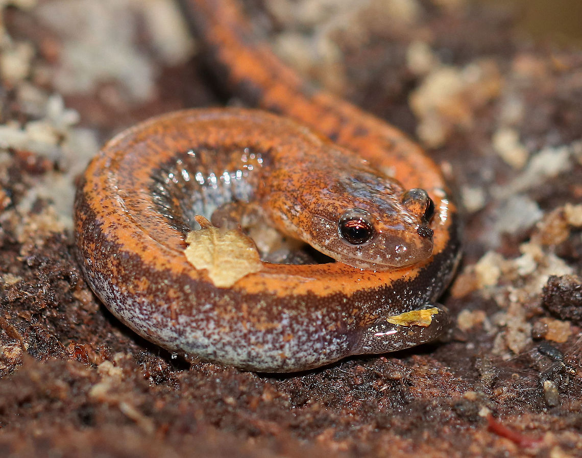 Red-backed Salamander - Plethodon cinereus This salamander had a blackish brown body with an orange stripe down the middle of its back. It was ~5 cm long. <br />
<br />
Red-backed salamanders exhibit color polymorphism with two common color variations - the &#039;red-backed&#039; variety has a red dorsal stripe that tapers towards the tail and the &#039;lead-backed&#039; variety lacks most or all of the red pigmentation. The red-backed phase is not always red, but may actually be various other colors (yellow-backed, orange-backed, or white-backed). <br />
<br />
Habitat: Under rotting wood in a mixed forest.<br />
<figure class="photo"><a href="https://www.jungledragon.com/image/68177/red-backed_salamander_-_plethodon_cinereus.html" title="Red-backed Salamander - Plethodon cinereus"><img src="https://s3.amazonaws.com/media.jungledragon.com/images/3232/68177_thumb.jpg?AWSAccessKeyId=05GMT0V3GWVNE7GGM1R2&Expires=1759968010&Signature=mthS%2FMlL6sYHjOlAVlDvp2uBT2s%3D" width="200" height="162" alt="Red-backed Salamander - Plethodon cinereus This salamander had a blackish brown body with an orange stripe down the middle of its back. It was ~5 cm long. <br />
<br />
Red-backed salamanders exhibit color polymorphism with two common color variations - the &#039;red-backed&#039; variety has a red dorsal stripe that tapers towards the tail and the &#039;lead-backed&#039; variety lacks most or all of the red pigmentation. The red-backed phase is not always red, but may actually be various other colors (yellow-backed, orange-backed, or white-backed). <br />
<br />
Habitat: Under rotting wood in a mixed forest.<br />
https://www.jungledragon.com/image/68176/red-backed_salamander_-_plethodon_cinereus.html<br />
https://www.jungledragon.com/image/68175/red-backed_salamander_-_plethodon_cinereus.html Fall,Geotagged,Plethodon cinereus,Red- backed salamander,United States,salamander" /></a></figure><br />
<figure class="photo"><a href="https://www.jungledragon.com/image/68175/red-backed_salamander_-_plethodon_cinereus.html" title="Red-backed Salamander - Plethodon cinereus"><img src="https://s3.amazonaws.com/media.jungledragon.com/images/3232/68175_thumb.jpg?AWSAccessKeyId=05GMT0V3GWVNE7GGM1R2&Expires=1759968010&Signature=vuTxVLuv8sbh1x6A3WhrtXr7ObQ%3D" width="200" height="164" alt="Red-backed Salamander - Plethodon cinereus This salamander had a blackish brown body with an orange stripe down the middle of its back. It was ~5 cm long. <br />
<br />
Red-backed salamanders exhibit color polymorphism with two common color variations - the &#039;red-backed&#039; variety has a red dorsal stripe that tapers towards the tail and the &#039;lead-backed&#039; variety lacks most or all of the red pigmentation. The red-backed phase is not always red, but may actually be various other colors (yellow-backed, orange-backed, or white-backed). <br />
<br />
Habitat: Under rotting wood in a mixed forest.<br />
https://www.jungledragon.com/image/68177/red-backed_salamander_-_plethodon_cinereus.html<br />
https://www.jungledragon.com/image/68176/red-backed_salamander_-_plethodon_cinereus.html Fall,Geotagged,Plethodon cinereus,Red-backed salamander,United States,salamander" /></a></figure> Fall,Geotagged,Plethodon cinereus,Red- backed salamander,United States,salamander