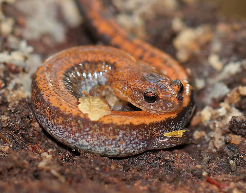 Red-backed Salamander - Plethodon cinereus This salamander had a blackish brown body with an orange stripe down the middle of its back. It was ~5 cm long. 

Red-backed salamanders exhibit color polymorphism with two common color variations - the 'red-backed' variety has a red dorsal stripe that tapers towards the tail and the 'lead-backed' variety lacks most or all of the red pigmentation. The red-backed phase is not always red, but may actually be various other colors (yellow-backed, orange-backed, or white-backed). 

Habitat: Under rotting wood in a mixed forest.
https://www.jungledragon.com/image/68177/red-backed_salamander_-_plethodon_cinereus.html
https://www.jungledragon.com/image/68175/red-backed_salamander_-_plethodon_cinereus.html Fall,Geotagged,Plethodon cinereus,Red- backed salamander,United States,salamander