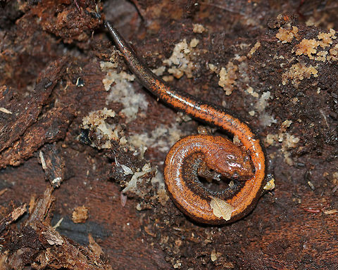 Red-backed Salamander - Plethodon cinereus This salamander had a blackish brown body with an orange stripe down the middle of its back. It was ~5 cm long. 

Red-backed salamanders exhibit color polymorphism with two common color variations - the 'red-backed' variety has a red dorsal stripe that tapers towards the tail and the 'lead-backed' variety lacks most or all of the red pigmentation. The red-backed phase is not always red, but may actually be various other colors (yellow-backed, orange-backed, or white-backed). 

Habitat: Under rotting wood in a mixed forest.
https://www.jungledragon.com/image/68176/red-backed_salamander_-_plethodon_cinereus.html
https://www.jungledragon.com/image/68175/red-backed_salamander_-_plethodon_cinereus.html Fall,Geotagged,Plethodon cinereus,Red- backed salamander,United States,salamander