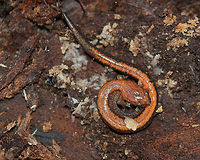 Red-backed Salamander - Plethodon cinereus This salamander had a blackish brown body with an orange stripe down the middle of its back. It was ~5 cm long. <br />
<br />
Red-backed salamanders exhibit color polymorphism with two common color variations - the 'red-backed' variety has a red dorsal stripe that tapers towards the tail and the 'lead-backed' variety lacks most or all of the red pigmentation. The red-backed phase is not always red, but may actually be various other colors (yellow-backed, orange-backed, or white-backed). <br />
<br />
Habitat: Under rotting wood in a mixed forest.<br />
https://www.jungledragon.com/image/68176/red-backed_salamander_-_plethodon_cinereus.html<br />
https://www.jungledragon.com/image/68175/red-backed_salamander_-_plethodon_cinereus.html Fall,Geotagged,Plethodon cinereus,Red- backed salamander,United States,salamander