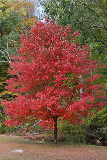 Red Maple - Acer rubrum Deciduous tree exhibiting striking red autumn foliage.  The bark of this tree is gray and mostly smooth. During summer, the leaves are green, have shallow divisions, and frosty undersides.

Habitat: Growing along a stream in a state park.
https://www.jungledragon.com/image/68202/red_maple_-_acer_rubrum.html
https://www.jungledragon.com/image/68201/red_maple_-_acer_rubrum.html Acer rubrum,Fall,Geotagged,Red Maple,United States,acer,maple,red