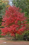 Red Maple - Acer rubrum Deciduous tree exhibiting striking red autumn foliage.  The bark of this tree is gray and mostly smooth. During summer, the leaves are green, have shallow divisions, and frosty undersides.<br />
<br />
Habitat: Growing along a stream in a state park.<br />
https://www.jungledragon.com/image/68202/red_maple_-_acer_rubrum.html<br />
https://www.jungledragon.com/image/68201/red_maple_-_acer_rubrum.html Acer rubrum,Fall,Geotagged,Red Maple,United States,acer,maple,red