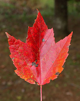 Red Maple - Acer rubrum Deciduous tree exhibiting striking red autumn foliage. The bark of this tree is gray and mostly smooth. During summer, the leaves are green, have shallow divisions, and frosty undersides.
Habitat: Growing along a stream in a state park.
https://www.jungledragon.com/image/68202/red_maple_-_acer_rubrum.html
https://www.jungledragon.com/image/68200/red_maple_-_acer_rubrum.html Acer rubrum,Fall,Geotagged,Red Maple,United States,acer,maple