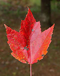 Red Maple - Acer rubrum Deciduous tree exhibiting striking red autumn foliage. The bark of this tree is gray and mostly smooth. During summer, the leaves are green, have shallow divisions, and frosty undersides.<br />
<br />
Habitat: Growing along a stream in a state park.<br />
https://www.jungledragon.com/image/68202/red_maple_-_acer_rubrum.html<br />
https://www.jungledragon.com/image/68200/red_maple_-_acer_rubrum.html Acer rubrum,Fall,Geotagged,Red Maple,United States,acer,maple