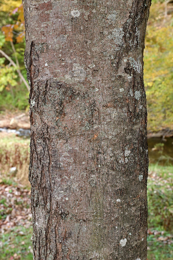 Red Maple - Acer rubrum Deciduous tree exhibiting striking red autumn foliage. The bark of this tree is gray and mostly smooth. During summer, the leaves are green, have shallow divisions, and frosty undersides.<br />
<br />
Habitat: Growing along a stream in a state park.<br />
<figure class="photo"><a href="https://www.jungledragon.com/image/68200/red_maple_-_acer_rubrum.html" title="Red Maple - Acer rubrum"><img src="https://s3.amazonaws.com/media.jungledragon.com/images/3232/68200_thumb.jpg?AWSAccessKeyId=05GMT0V3GWVNE7GGM1R2&Expires=1759968010&Signature=no34DKMajidbXOZL8ulP7shdpjY%3D" width="102" height="152" alt="Red Maple - Acer rubrum Deciduous tree exhibiting striking red autumn foliage.  The bark of this tree is gray and mostly smooth. During summer, the leaves are green, have shallow divisions, and frosty undersides.<br />
<br />
Habitat: Growing along a stream in a state park.<br />
https://www.jungledragon.com/image/68202/red_maple_-_acer_rubrum.html<br />
https://www.jungledragon.com/image/68201/red_maple_-_acer_rubrum.html Acer rubrum,Fall,Geotagged,Red Maple,United States,acer,maple,red" /></a></figure><br />
<figure class="photo"><a href="https://www.jungledragon.com/image/68201/red_maple_-_acer_rubrum.html" title="Red Maple - Acer rubrum"><img src="https://s3.amazonaws.com/media.jungledragon.com/images/3232/68201_thumb.jpg?AWSAccessKeyId=05GMT0V3GWVNE7GGM1R2&Expires=1759968010&Signature=EGG6LtVHKwGgXfzeR6JMWpCrRgc%3D" width="122" height="152" alt="Red Maple - Acer rubrum Deciduous tree exhibiting striking red autumn foliage. The bark of this tree is gray and mostly smooth. During summer, the leaves are green, have shallow divisions, and frosty undersides.<br />
<br />
Habitat: Growing along a stream in a state park.<br />
https://www.jungledragon.com/image/68202/red_maple_-_acer_rubrum.html<br />
https://www.jungledragon.com/image/68200/red_maple_-_acer_rubrum.html Acer rubrum,Fall,Geotagged,Red Maple,United States,acer,maple" /></a></figure> Acer rubrum,Fall,Geotagged,Red Maple,United States,acer,maple