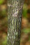 Striped Maple - Acer pensylvanicum Striped maple is named for the conspicuous vertical white stripes that traverse its greenish bark. It's also called goosefoot maple for its broad, three-pronged leaves, which turn pale golden in the autumn.  These were late to turn this year though, and the leaves were still green when I spotted this tree in mid-October.<br />
<br />
Habitat: Growing in a mixed forest bordering a swamp.<br />
<br />
https://www.jungledragon.com/image/68209/striped_maple_-_acer_pensylvanicum.html<br />
https://www.jungledragon.com/image/68208/striped_maple_-_acer_pensylvanicum.html Acer pensylvanicum,Fall,Geotagged,United States,acer,goosefoot maple,maple,striped maple