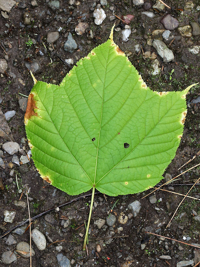 Striped Maple - Acer pensylvanicum Striped maple is named for the conspicuous vertical white stripes that traverse its greenish bark. It&#039;s also called goosefoot maple for its broad, three-pronged leaves, which turn pale golden in the autumn. These were late to turn this year though, and the leaves were still green when I spotted this tree in mid-October.<br />
<br />
Habitat: Growing in a mixed forest bordering a swamp.<br />
<figure class="photo"><a href="https://www.jungledragon.com/image/68207/striped_maple_-_acer_pensylvanicum.html" title="Striped Maple - Acer pensylvanicum"><img src="https://s3.amazonaws.com/media.jungledragon.com/images/3232/68207_thumb.jpg?AWSAccessKeyId=05GMT0V3GWVNE7GGM1R2&Expires=1759968010&Signature=ALSbF71VhueagwDRMak7bLoSnwE%3D" width="102" height="152" alt="Striped Maple - Acer pensylvanicum Striped maple is named for the conspicuous vertical white stripes that traverse its greenish bark. It&#039;s also called goosefoot maple for its broad, three-pronged leaves, which turn pale golden in the autumn.  These were late to turn this year though, and the leaves were still green when I spotted this tree in mid-October.<br />
<br />
Habitat: Growing in a mixed forest bordering a swamp.<br />
<br />
https://www.jungledragon.com/image/68209/striped_maple_-_acer_pensylvanicum.html<br />
https://www.jungledragon.com/image/68208/striped_maple_-_acer_pensylvanicum.html Acer pensylvanicum,Fall,Geotagged,United States,acer,goosefoot maple,maple,striped maple" /></a></figure><br />
<figure class="photo"><a href="https://www.jungledragon.com/image/68209/striped_maple_-_acer_pensylvanicum.html" title="Striped Maple - Acer pensylvanicum"><img src="https://s3.amazonaws.com/media.jungledragon.com/images/3232/68209_thumb.jpg?AWSAccessKeyId=05GMT0V3GWVNE7GGM1R2&Expires=1759968010&Signature=YWAb51smsSGEh0C%2Ff%2Bl70OUtns0%3D" width="200" height="160" alt="Striped Maple - Acer pensylvanicum Striped maple is named for the conspicuous vertical white stripes that traverse its greenish bark. It&#039;s also called goosefoot maple for its broad, three-pronged leaves, which turn pale golden in the autumn. These were late to turn this year though, and the leaves were still green when I spotted this tree in mid-October.<br />
<br />
Habitat: Growing in a mixed forest bordering a swamp.<br />
https://www.jungledragon.com/image/68207/striped_maple_-_acer_pensylvanicum.html<br />
https://www.jungledragon.com/image/68208/striped_maple_-_acer_pensylvanicum.html Acer pensylvanicum,Fall,Geotagged,Striped Maple,United States,acer,maple" /></a></figure> Acer pensylvanicum,Fall,Geotagged,United States,acer,goosefoot maple,maple,striped maple
